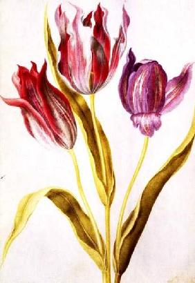 Tulips