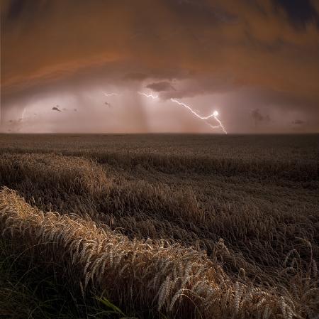 Harvest Lights