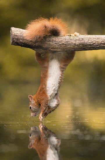 Hanging Squirrel