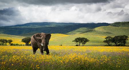 Elephant in Flowers