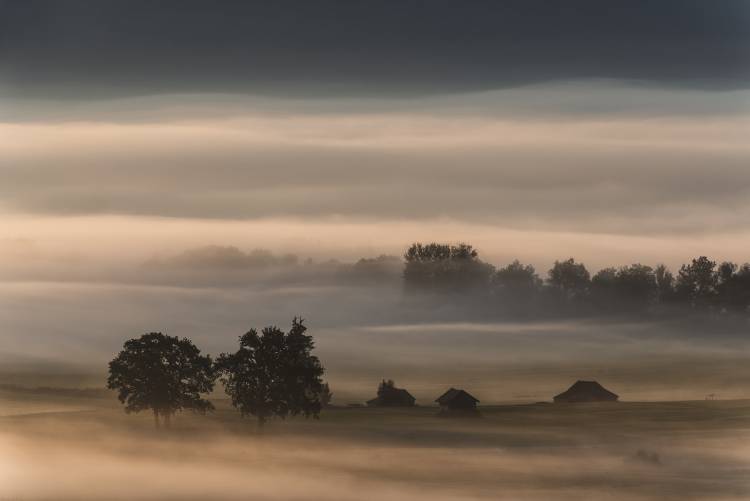 Densa niebla sobre los moos... de Nina Pauli