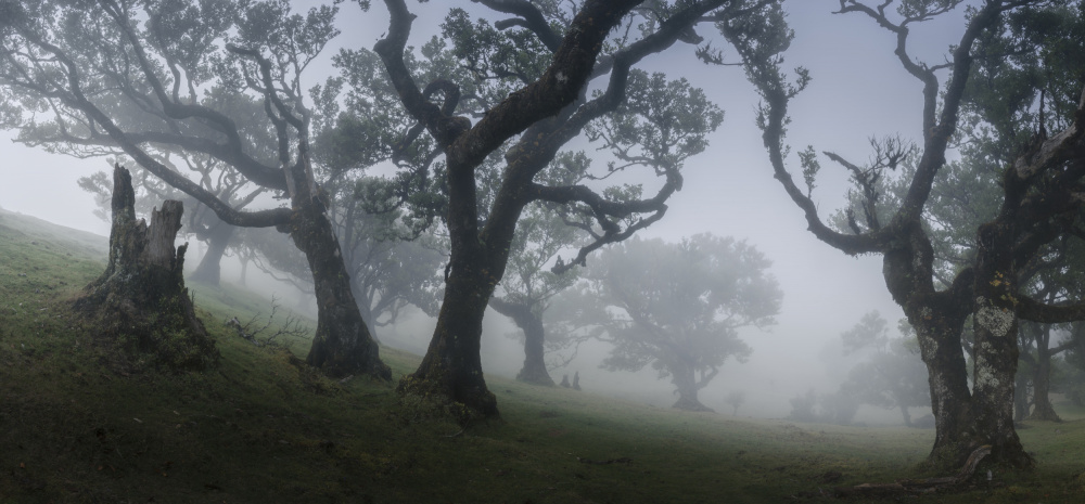 Morning mist de Nina Pauli