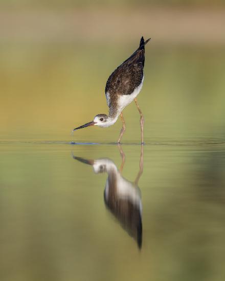 Black winged Stilt