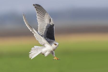 Black wingged kite