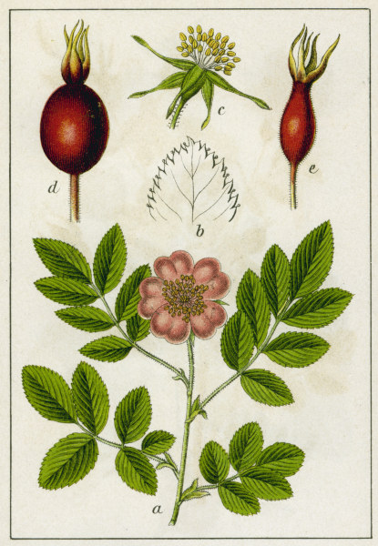 Alpine Rose / Colour lithograph / 1904 de 