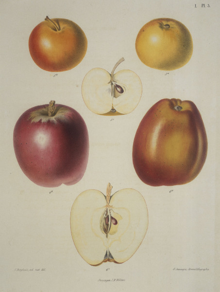 Apple / Colour lithograph de 