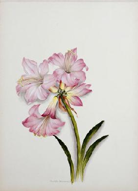 Amaryllis Belladonna