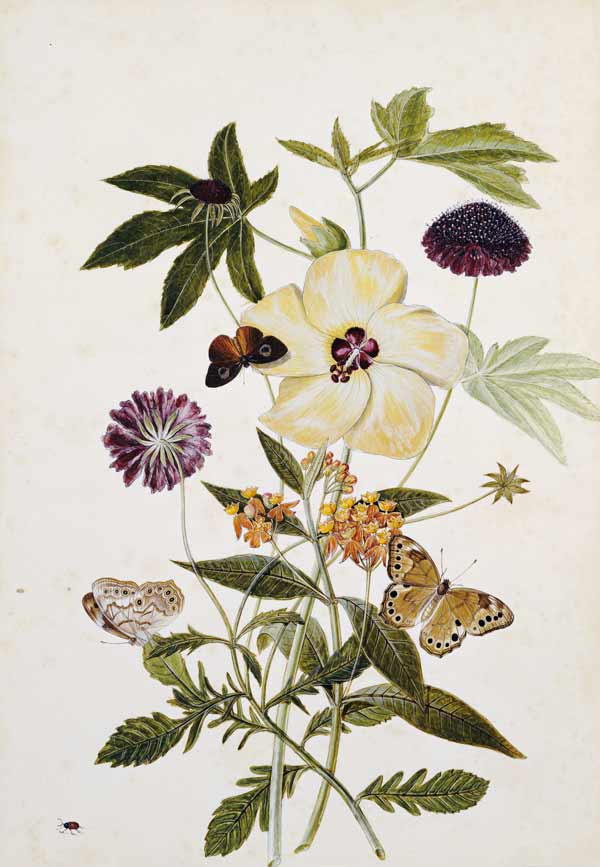 Milkweed,  Poppy And Hibiscus  With Butterflies And A Beetle de 