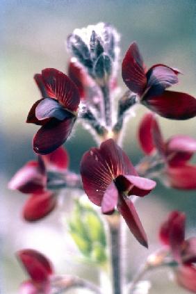 Barbed Thermopsis or Black Pea (Thermopsis barbata) (photo) 