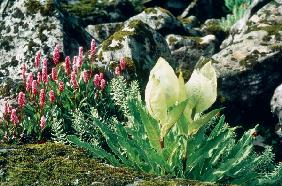 Brahma kamal (Saussurea obvallata) (photo) 