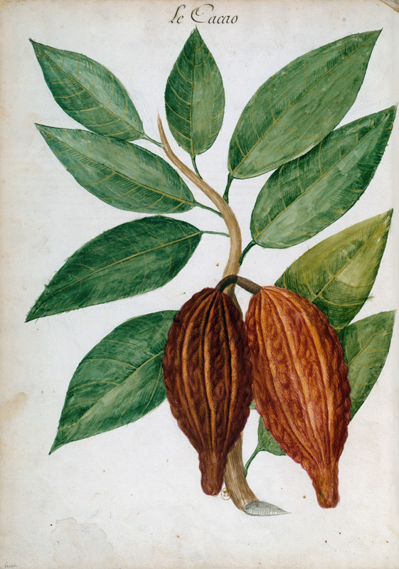 Cacao tree/ Ch.Plumier de 