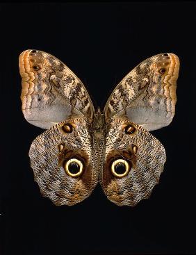 Caligo brasilicum.