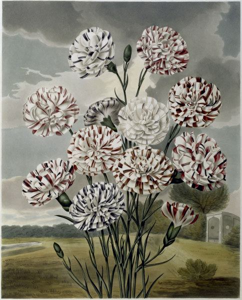 Carnations / Aquatint / S.Curtis 1820 de 