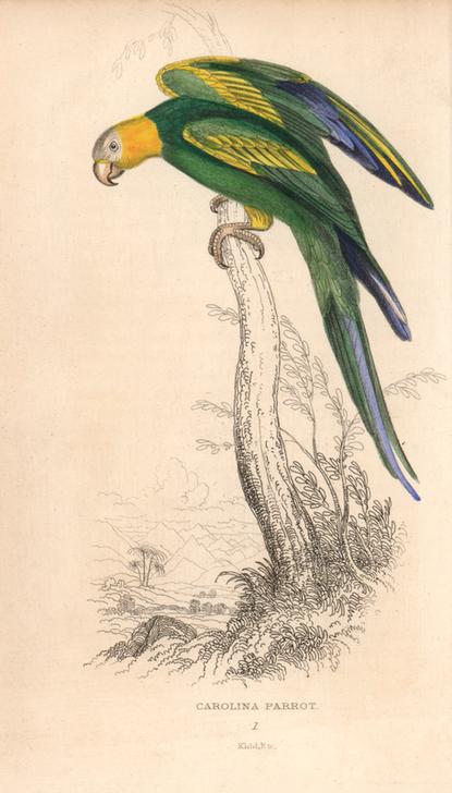 Carolina parakeet (Carolina parrot), Conuropsis carolinensis (Psittacus carolinensis) de 