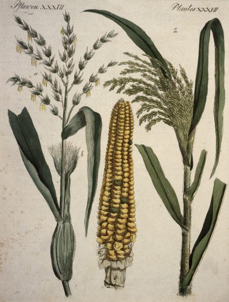 Cereals / from Bertuch 1796 de 