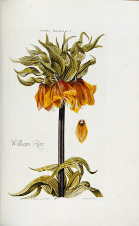 Corona Imperialis From Hortus Nitidissimis Omnem Per Annum Superbieus Floribus de 