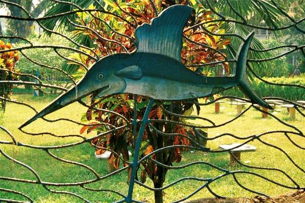 Croton highlighting fish fencing of garden (photo)  de 