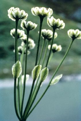 Candole''s Orangeaster (Pleurospermum candolei) (photo) 