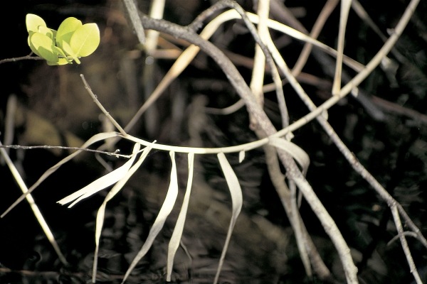 Dry twigs and roots with bunch of young leaves (photo)  de 