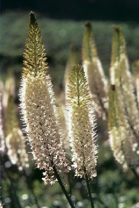 Desert Candle (Eremurus himalaicus) (photo) 