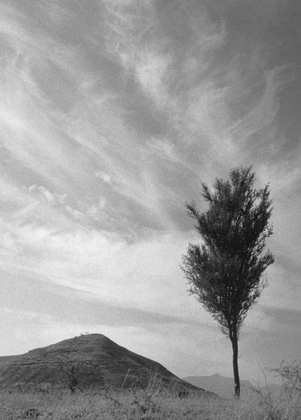 Form of tree and sand pattern (b/w photo) 