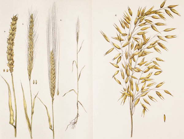 Grain / Col.Lithograph / 1891 de 