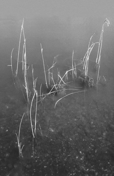 Grass in water (b/w photo)  de 