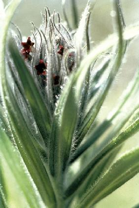 Gao Zaban'' Oxtongue Bentham''s (Arnebia Arnebia benthamii Macrotomia bethamii) (photo) 