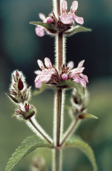 Himalayan Betony (Stachys sericea) (photo)  de 