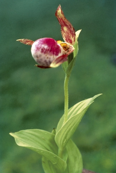 Himalayan Ladyslipper (Cypripedium himalaicum) (photo)  de 