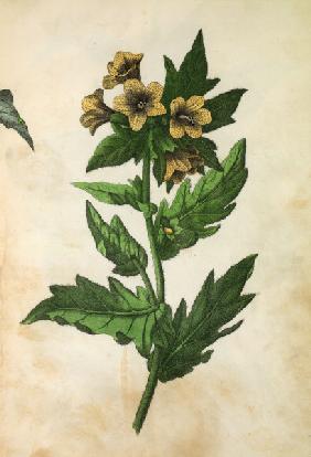 Henbane / Hochstetter