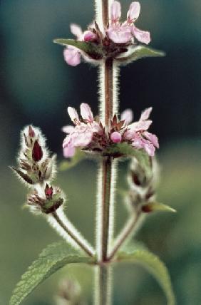 Himalayan Betony (Stachys sericea) (photo) 