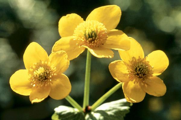 Himalayan Marsh Marigold (Caltha palustris Linn Var himalensis) (photo) 