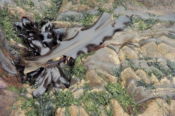 Leathery kelp (photo)  de 