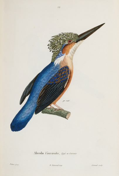 Malagasy Kingfisher de 