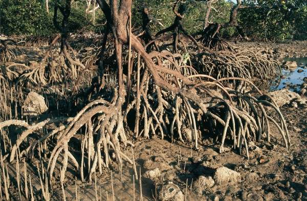 Mangroves roots grow upwards (photo)  de 