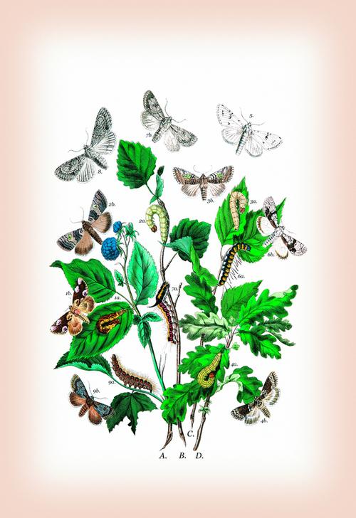 Moths: Cymatophora Or de 