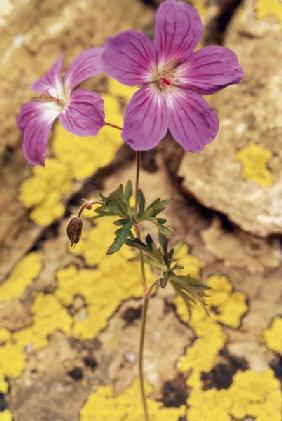 Meadow Cranesbill (Geranium pratense) (photo) 