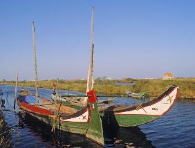 Moliceiros in a canal (photo) 