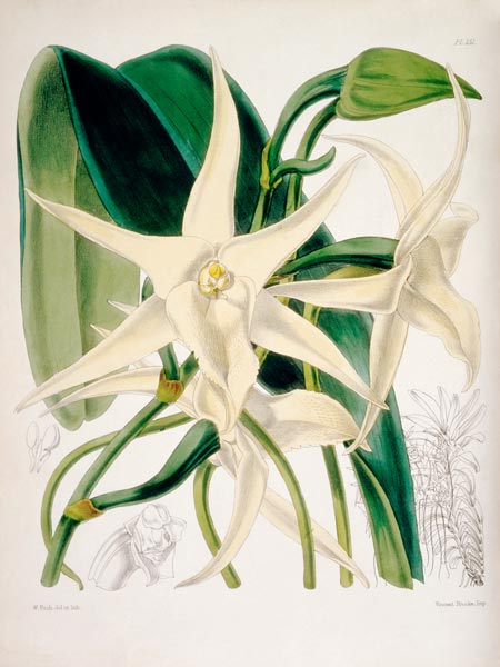 Orchid / W. H. Fitch, 1876 de 