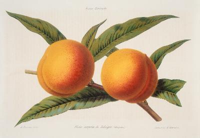 Peach / Lithograph / A. Riocreux