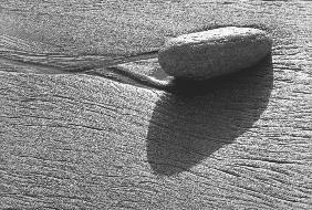 Pebble on sand, Porbandar (b/w photo) 