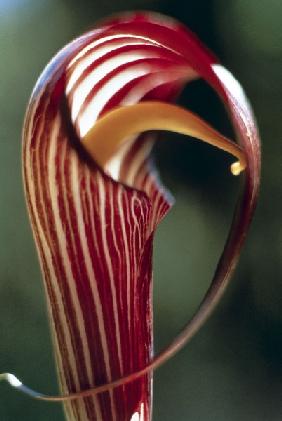 Purple Jack in Pulpit (Arisaema propinquum) (photo) 