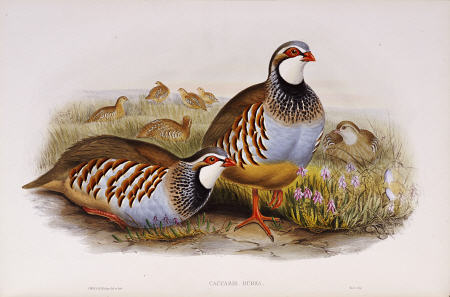 Red Legged Partridges (Caccabis Rubra) de 