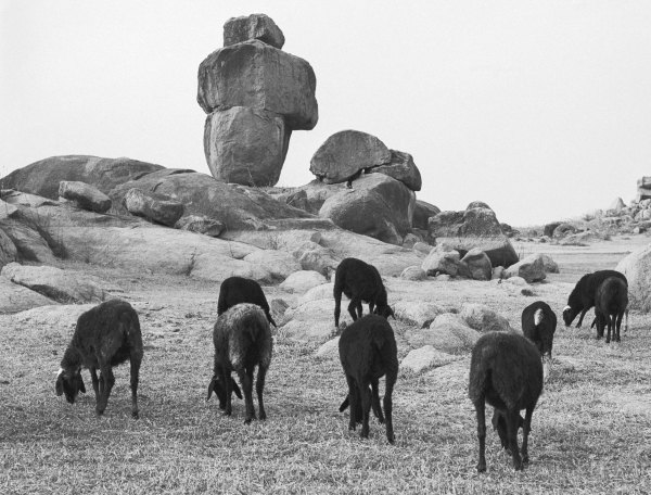Rocks and sheep grazing (b/w photo)  de 