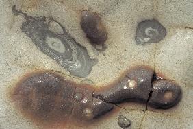 Rock sculpture point lobos (photo) 