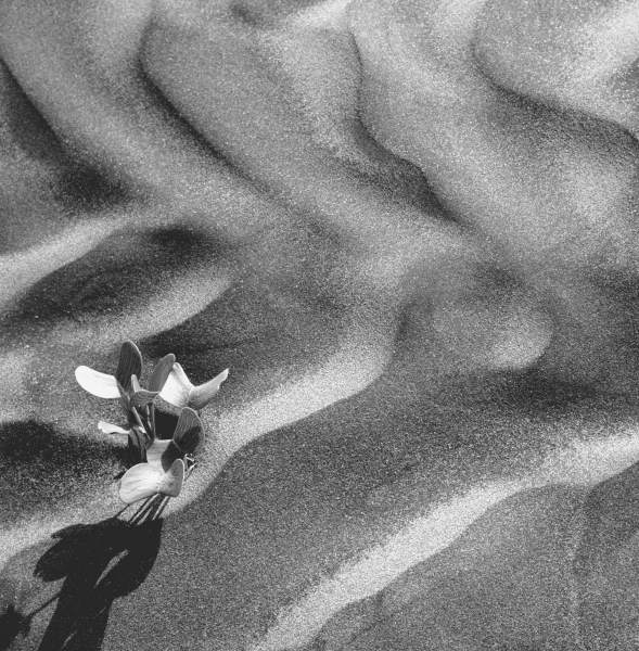 Shows desert plants (b/w photo)  de 