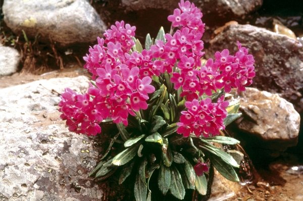 Smith''s Primrose (Primula atrodentata) (photo)  de 