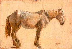 Study of a Grey Horse