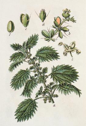 Small Nettle / from J.Sturm